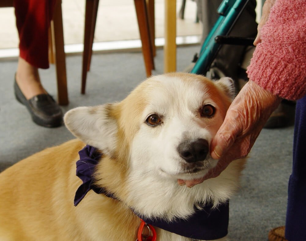 pet therapy for people with dementia