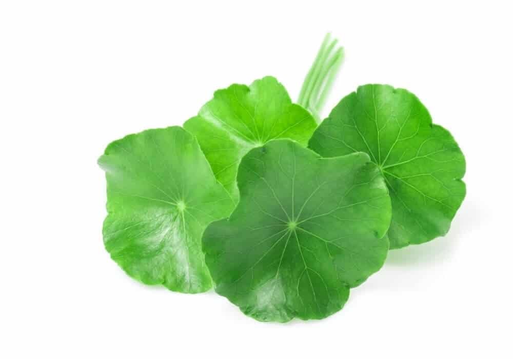 gotu kola