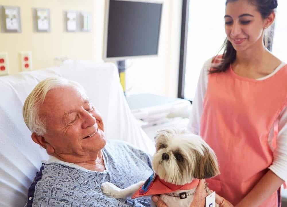 pet therapy as alternative therapies for dementia