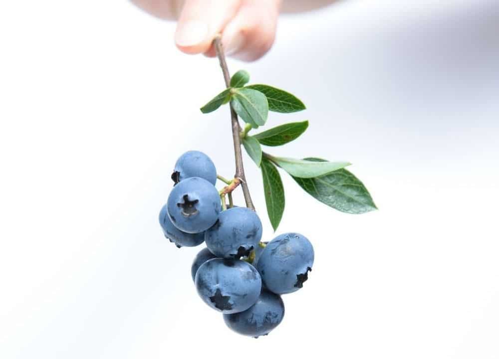 blueberries can boost brain function
