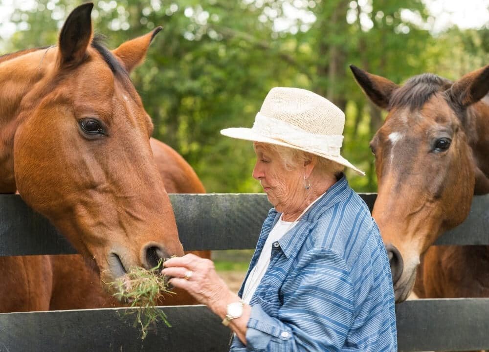 benefits of horse therapy for dementia