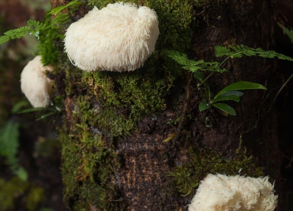 lion's mane might help protect against dementia