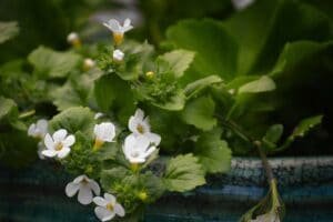 Bacopa Monnieri