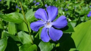 periwinkle brain health